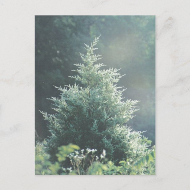 Cartão Postal Cartão-postal Cedar Tree (Frente)