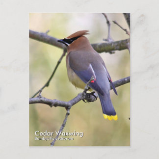 Cartão Postal Cartão-postal Cedar Waxwing
