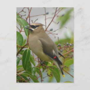 Cartão Postal Cartão-postal Cedar Waxwing