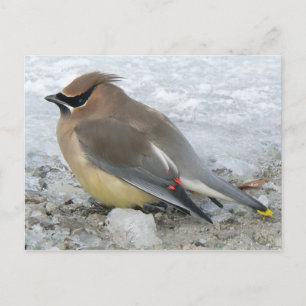 Cartão Postal Cartão-postal Cedar Waxwing