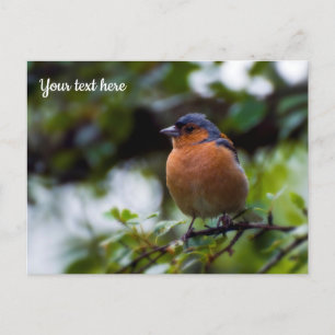 Cartão Postal Cartão-postal Chaffinch