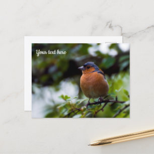 Cartão Postal Cartão-postal Chaffinch