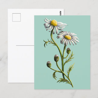 Cartão Postal Cartão-postal Chamomile