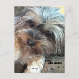 Cartão Postal Cartão-postal Charlotte & Shadow Friends