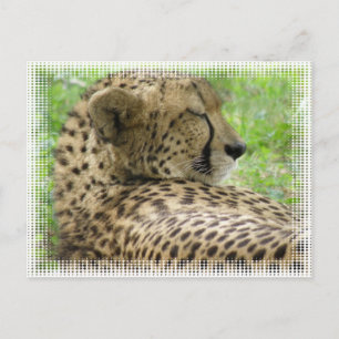 Cartão Postal Cartão-postal Cheetah em repouso