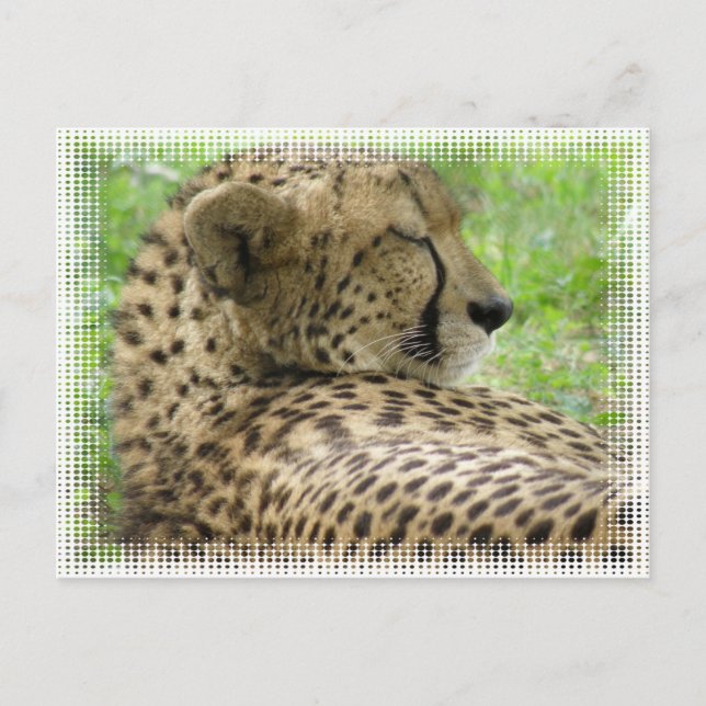 Cartão Postal Cartão-postal Cheetah em repouso (Frente)