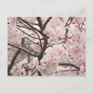 Cartão Postal Cartão-postal Cherry Blossom