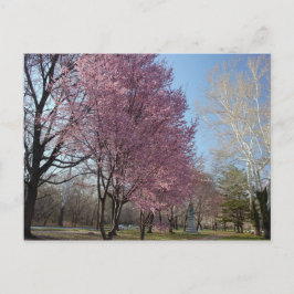 Cartão Postal Cartão-postal Cherry Blossoms em Filadélfia