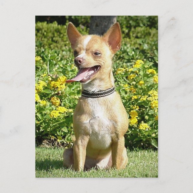 Cartão Postal Cartão-postal Chi (Frente)