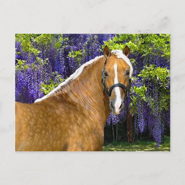 Cartão Postal Cartão-postal "Chieftain" (Frente)