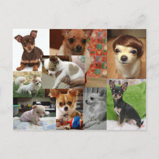 Cartão Postal Cartão-postal Chihuahua