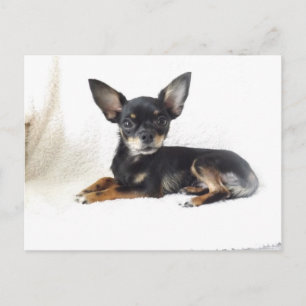 Cartão Postal Cartão-postal chihuahua adorável