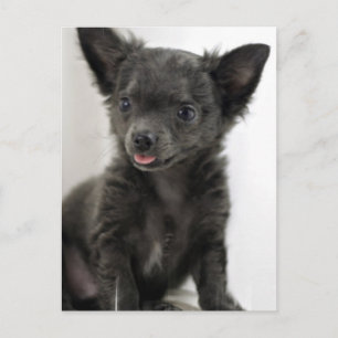 Cartão Postal Cartão-postal Chihuahua Negro