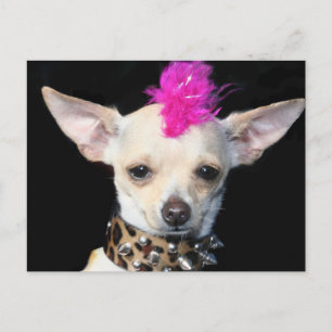 Cartão Postal Cartão-postal Chihuahua Punk