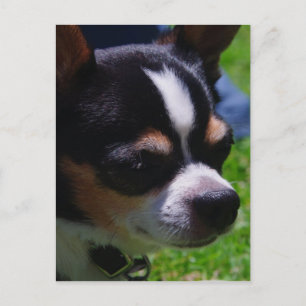 Cartão Postal Cartão-postal Chihuahua Pup