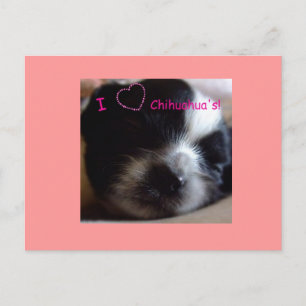 Cartão Postal Cartão-postal Chihuahua Puppy