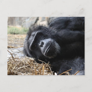 Cartão Postal Cartão-postal Chimpanzee