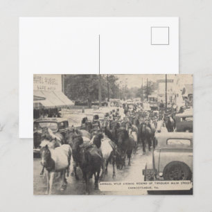 Cartão Postal Cartão-postal Chincoteague Pony Vintage 1941