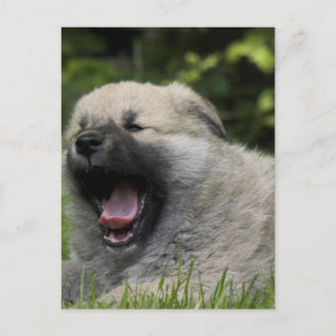 Cartão Postal Cartão-postal Chow Yawning