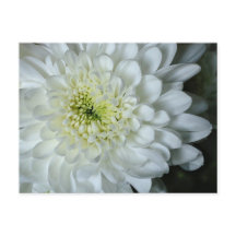 Cartão-postal Chrysanthemum