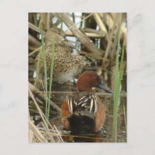 Cartão Postal Cartão-postal Cinnamon Teal