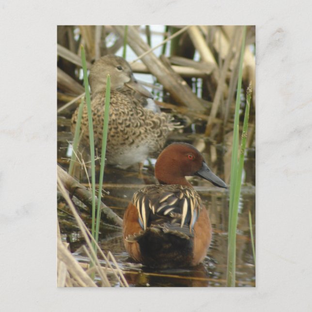 Cartão Postal Cartão-postal Cinnamon Teal (Frente)
