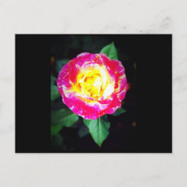 Cartão Postal Cartão-postal clássico de Rosa vibrante