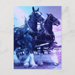 Cartão Postal Cartão-postal Clydesdale