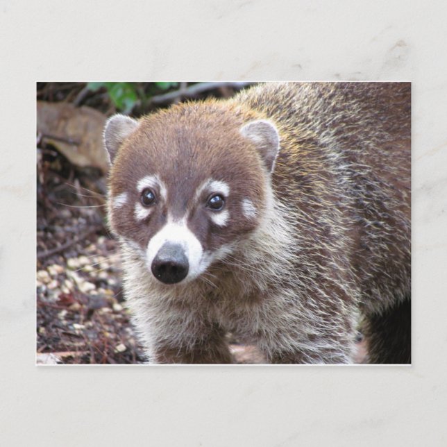 Cartão Postal Cartão-postal Coati (Frente)