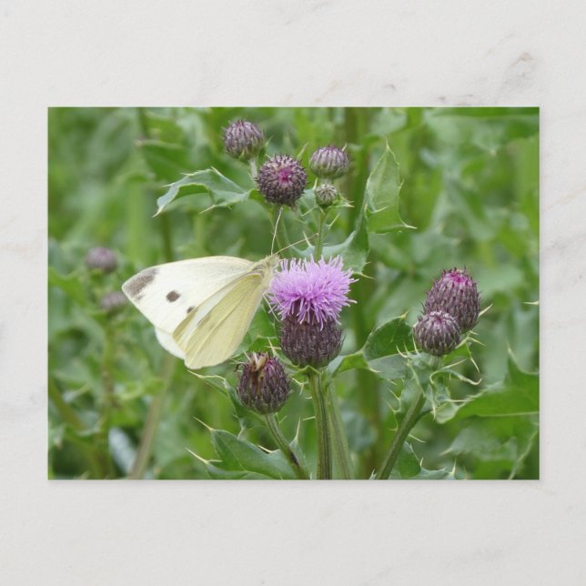 Cartão Postal Cartão-postal Cole Cabbage White Butterfly DIY (Frente)