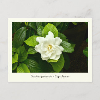 Cartão Postal Cartão-postal coletável Gardenia