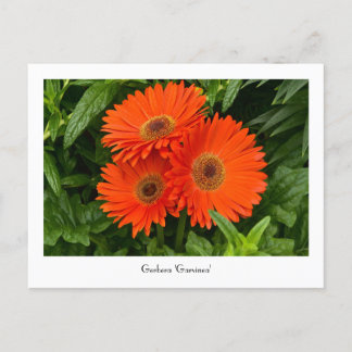 Cartão Postal Cartão-postal Coletivo de Gerbera Laranja