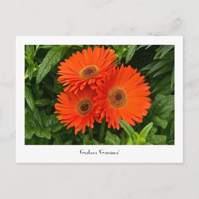Cartão Postal Cartão-postal Coletivo de Gerbera Laranja (Frente)
