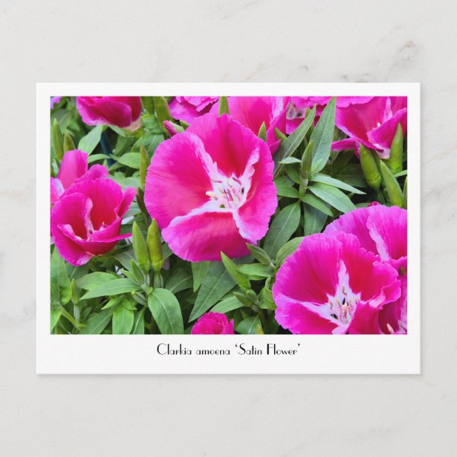 Cartão Postal Cartão-postal Coletor de Flor Satin ou Godet (Frente)