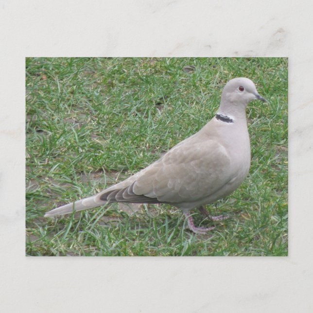 Cartão Postal Cartão-postal Collared Dove (Frente)