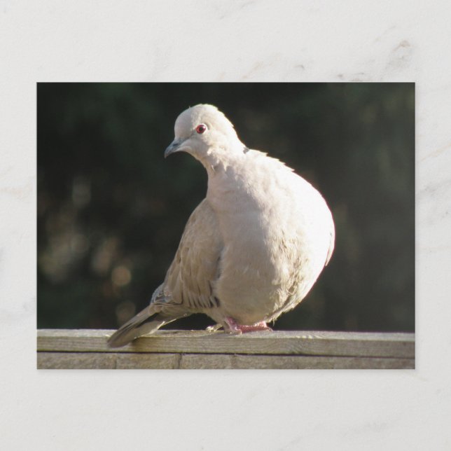 Cartão Postal Cartão-postal Collared Dove (Frente)