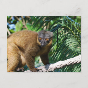 Cartão Postal Cartão-postal Collared Lemur