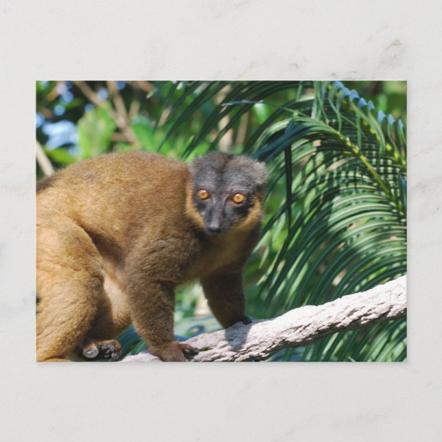 Cartão Postal Cartão-postal Collared Lemur (Frente)