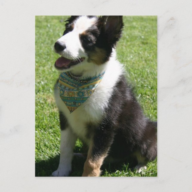 Cartão Postal Cartão-postal Collie de Borda Sentada (Frente)