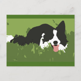 Cartão Postal Cartão-postal Collie Dog
