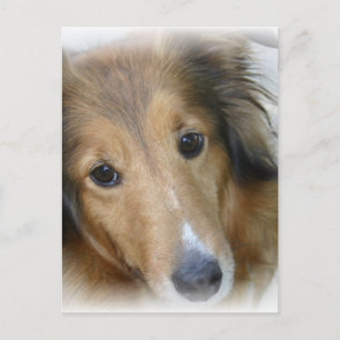 Cartão Postal Cartão-postal Collie Dog
