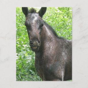 Cartão Postal Cartão-postal Colt Roan