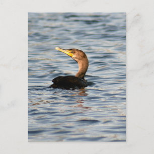 Cartão Postal Cartão-postal com aves cormorantes duplas cavermel