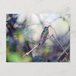 Cartão Postal Cartão-postal com barriga-dura