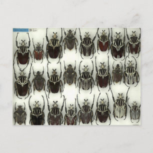 Cartão Postal Cartão-postal com besouros Golias