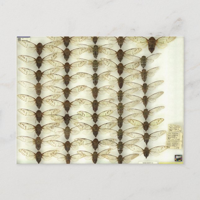 Cartão Postal Cartão-postal com Cíadas (Frente)