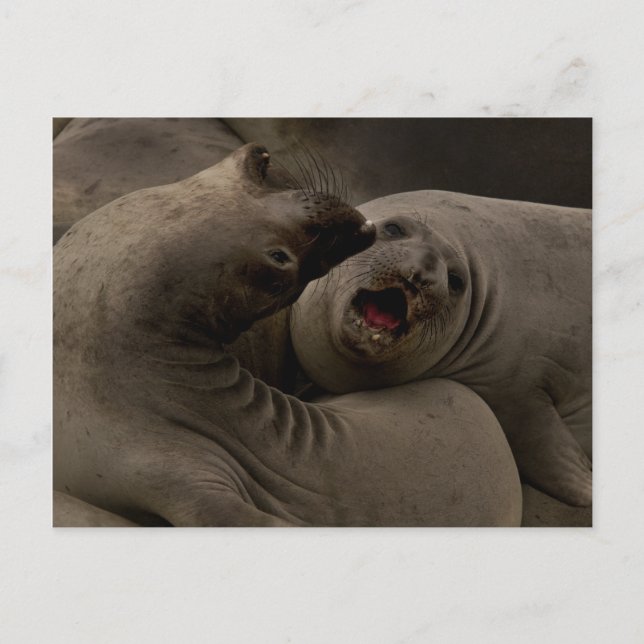 Cartão Postal Cartão-postal com curva de selagem eletrônica (Frente)