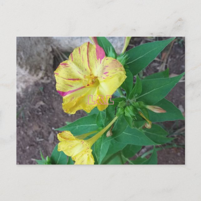 Cartão Postal Cartão-postal com envelope branco (Frente)