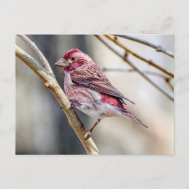 Cartão Postal Cartão-postal com Finch Roxo