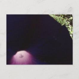 Cartão Postal Cartão-postal com Flores Roxas